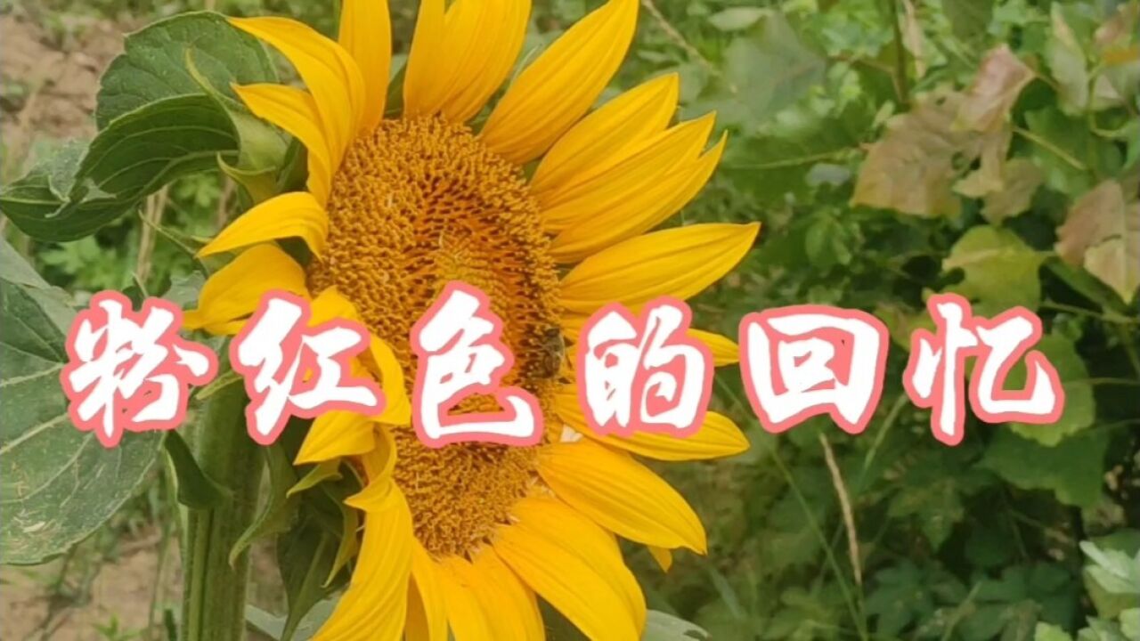 歌曲《粉红色的回忆》.韩宝仪.