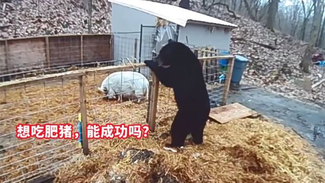 两头猪勇斗饿急眼黑熊,把它逼到角落,主人:这猪我给它养老