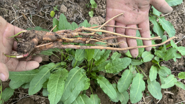 农村根部含黄金的一种植物,这两大用途特厉害,省钱还超级实用