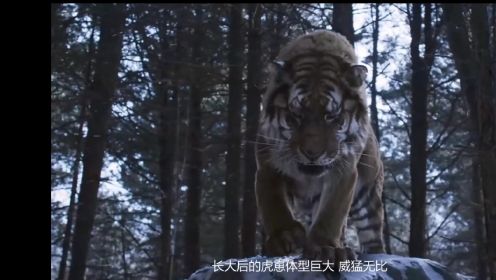《大虎》豆瓣高分电影，千人军队竟对付不了一只老虎？