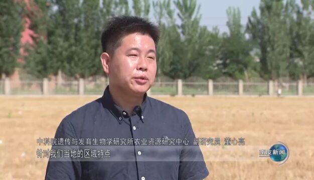 南皮融媒|科技助力盐碱地增产增收