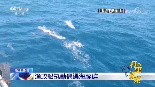 浙江温州:渔政船执勤偶遇海豚群