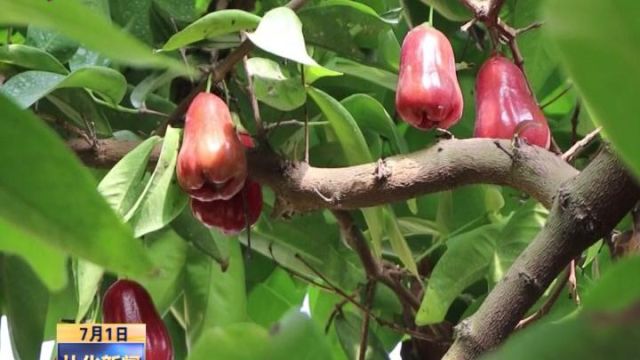 2022年7月1日 果香飘溢 水果莲雾成熟上市