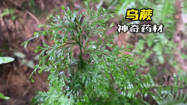 植物乌蕨在民间又被称为“解毒王”,作用厉害了,一起来认识