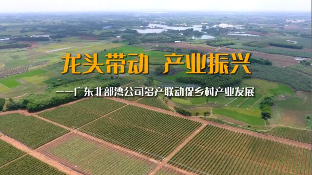 龙头带动 产业振兴——广东北部湾农产品批发中心有限公司