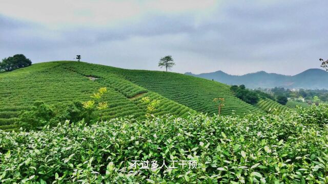 福鼎白茶 | 有活性的白茶方成稀品,活性茶,喝稀白~ #福鼎白茶 #活性茶 #白茶 #涨知识 