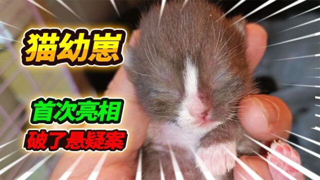 蓝猫团团3只幼崽首次公开亮相,小猫健康还未睁眼,查出猫爸是谁