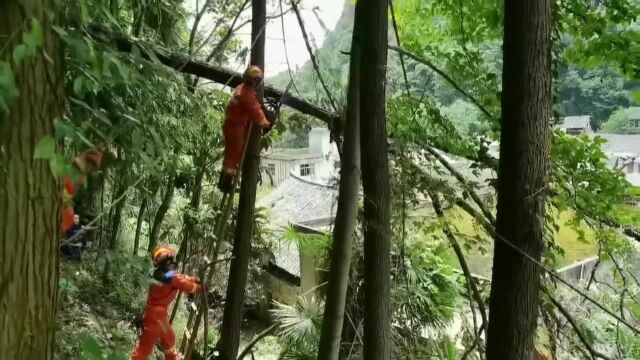 为民服务 | 大树倾倒危及民房 镇宁消防排险解民忧