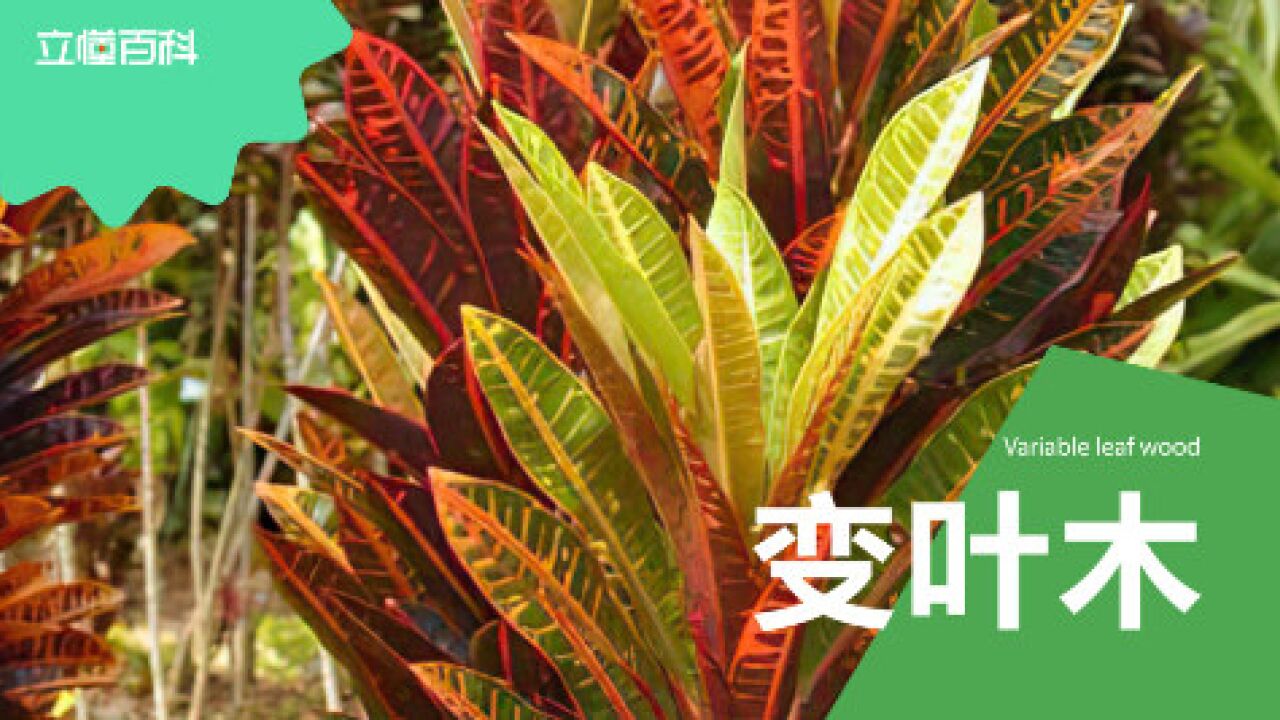 变叶木(大戟科变叶木属植物)_搜狗百科