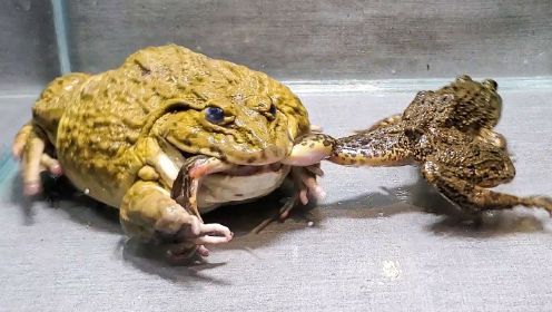 见证牛蛙和小青蛙之间的对决，结果意想不到
