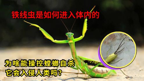 铁线虫是如何进入体内的，为啥能操控螳螂自杀？它会入侵人类吗？