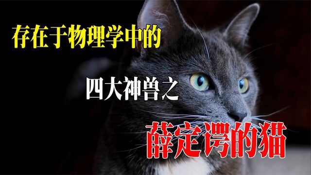 物理学四大神兽之薛定谔的猫,究竟蕴含着什么恐怖的秘密?