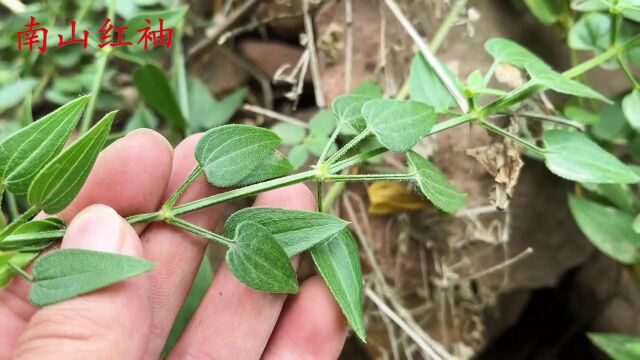  茜草是一种古老的植物染料,也是一种药材,染出的布是什么颜色?