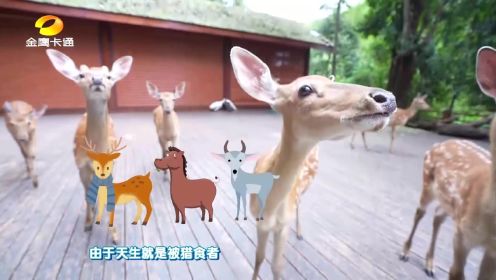童趣大冒险：鹿眼虽然有360度的视角，却有一个意想不到的缺陷