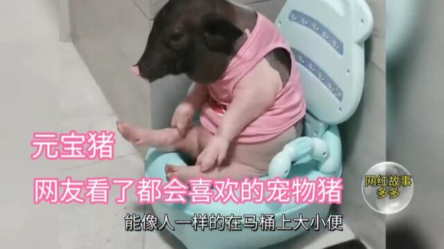 小猪元宝 爱喝酒 哭鼻子成千万网红猪,奇趣呆萌 萌翻无数网友!