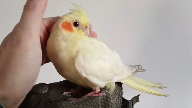 手养的玄凤鹦鹉非常亲人,喜欢被人抚摸,被它的乖巧萌到了