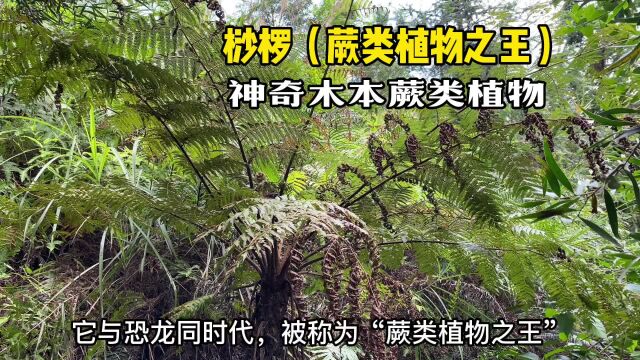 “蕨王”桫椤,它与恐龙同时代,被誉为“植物活化石”,一起看看