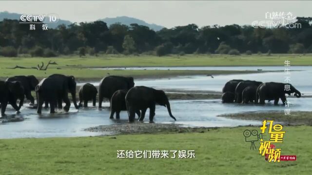 除了解渴,湖水还给大象带来了娱乐,象群在水中玩起来