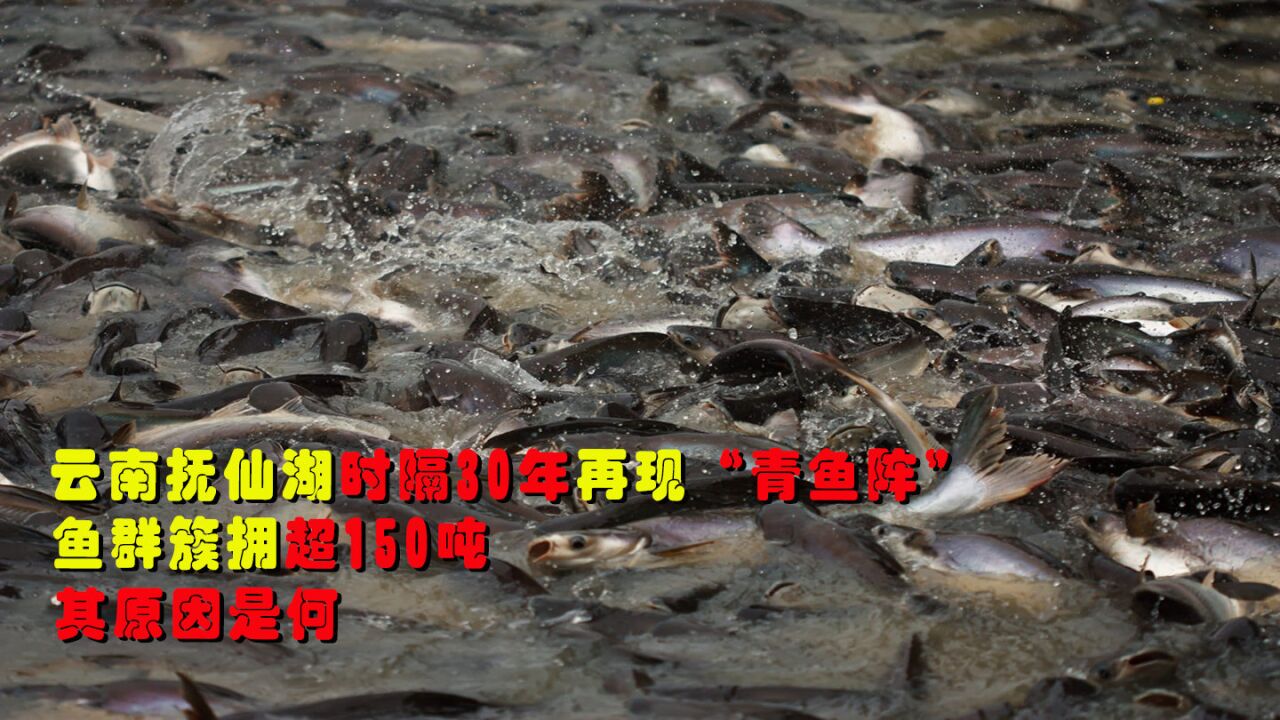 云南抚仙湖时隔30年再现"青鱼阵",鱼群簇拥超150吨!其原因是何?