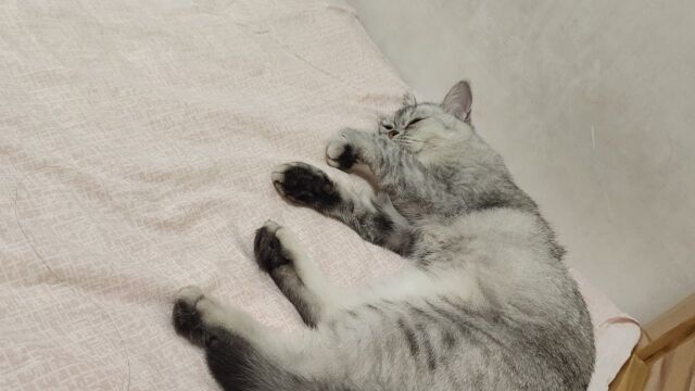 睡觉了猫猫