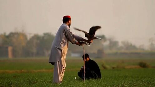 巴基斯坦的驯鹰人，驯服的老鹰，捉猎物是方式就是狠