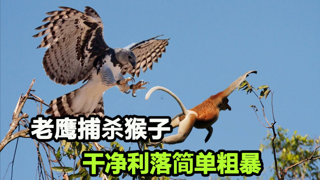 老鹰捕杀猴子,快狠准一口封喉,猴子到死都没明白凶手是谁