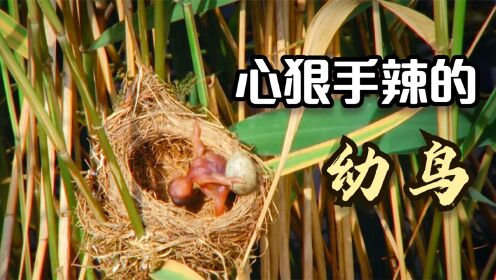 动物界的奇葩，布谷鸟在苇莺的窝里偷偷下蛋，幼鸟不择手段成独子