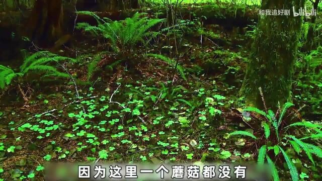 60岁的老人在雨林生活30年,朝饮露水暮食雪