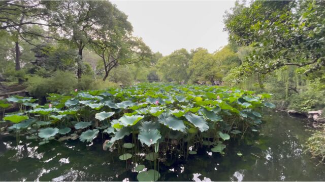 拙政园,园林江南墨,山水近在咫尺,