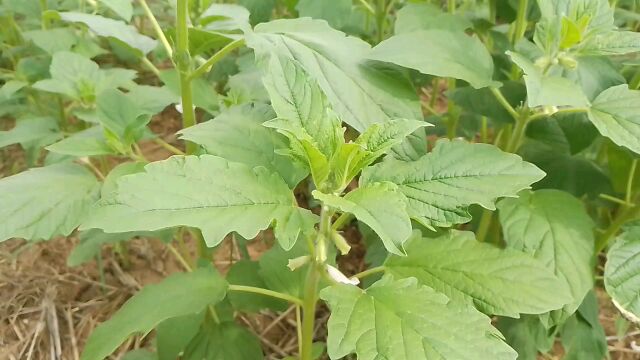 常见植物之芝麻