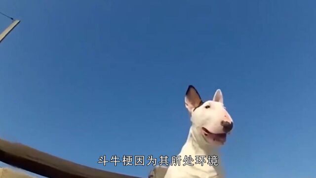 盘点世界上最凶悍的10种狗 下