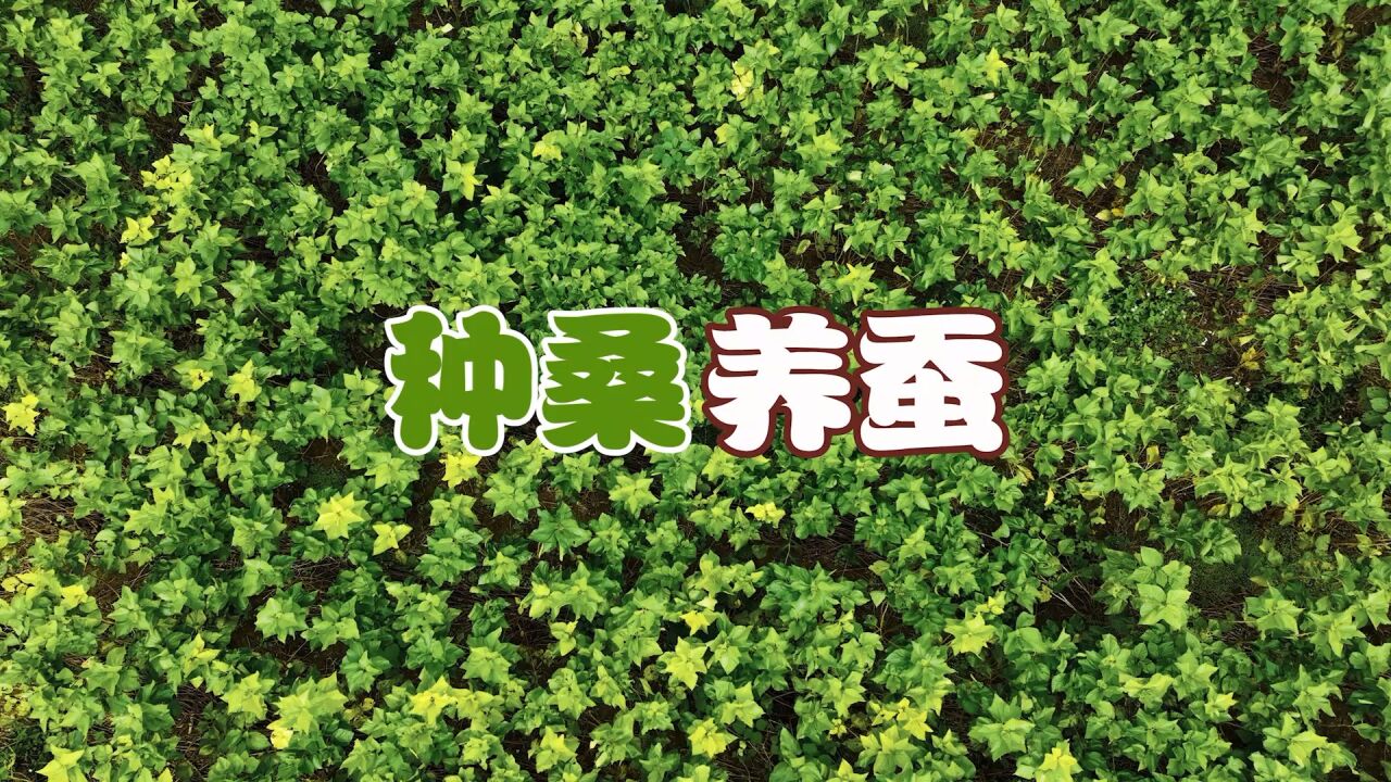 种桑养蚕不仅仅只是养蚕，还可以利用桑叶做饲料，特色桑面，饲料养蚕广西还是走在前列！_高清1080P在线观看平台_腾讯视频