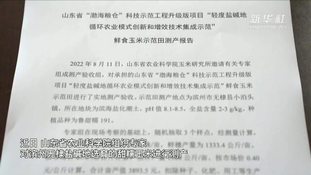 山东首次在盐碱地试种甜糯玉米获得成功