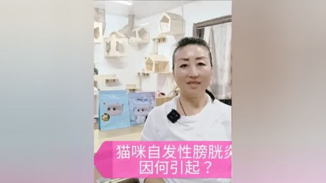 猫的泌尿系统疾病占猫病当中的50%,为何会有如此高的比例?视频四分钟内容告诉你!#猫咪疾病