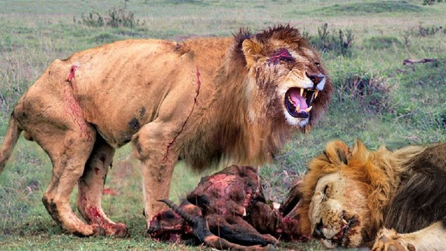 雄狮在泪流满面的狩猎后如此悲惨,最快击败狮子的顶级动物!