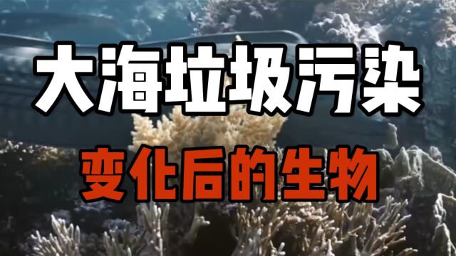 大海垃圾污染变化后的生物