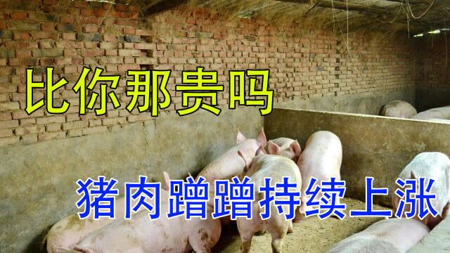 河南猪肉价格“蹭蹭猛涨”,2天涨3元,能维持多?答案来了