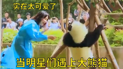 当明星们遇上熊猫：刘嘉玲看到大熊猫后走不动路：实在是太可爱了
