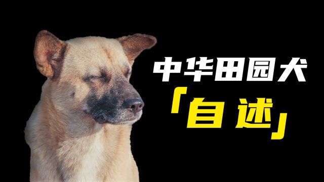 一只中华田园犬的自述:凭什么说土狗上不了台面?