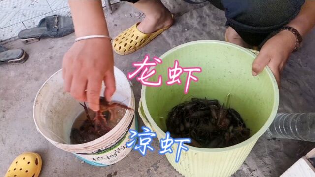 钓虾人做一碗冰镇“凉虾”,锅里卤水鸡翅膀