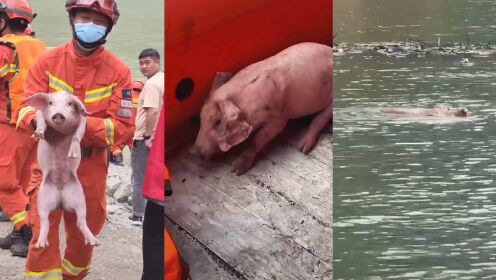 泸定两只猪仔被河流冲下 消防救起后联系其主 网友：不放弃任何生命