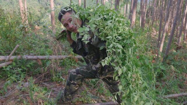 如果碰到这种草千万要注意!这种“白毛藤”的作用,很多人不知道