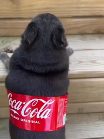 可口可乐狗子yyds!