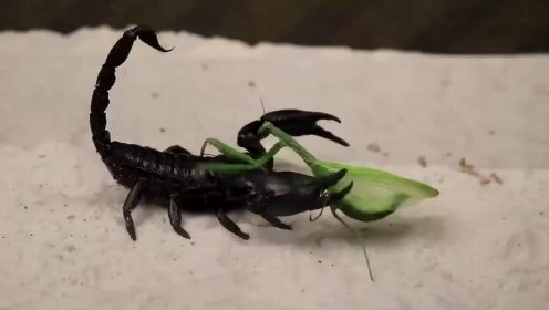 螳螂vs蝎子，螳螂的胆儿较肥蝎子都敢动，蝎子憋不住了