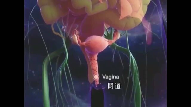 健康的子宫是什么样子的?