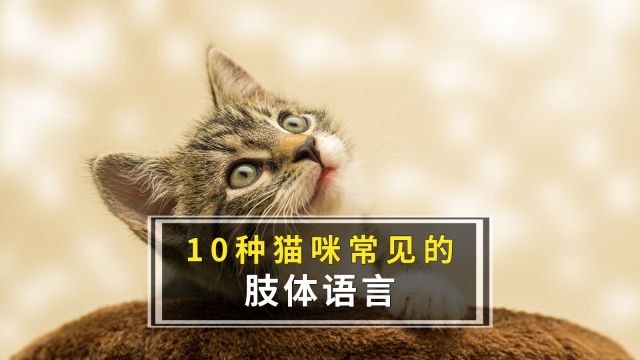 10种猫咪常见的肢体语言