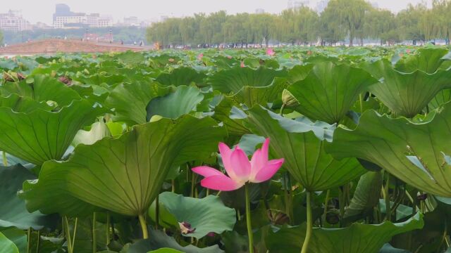 走马观花逛西湖,从孤山路到白堤断桥