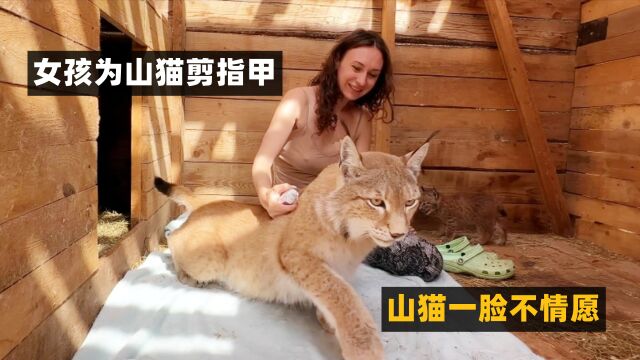 女子为山猫剪指甲,山猫一脸抗拒,看她是如何驯服山猫的