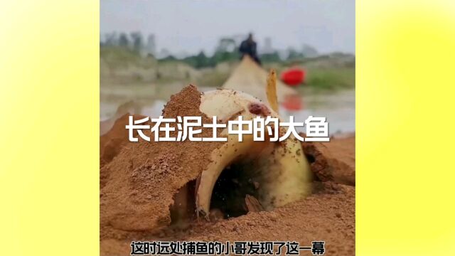 户外捕鱼,居然有意外的收获