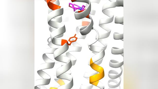 Science:世界首次!上科大研究团队揭开苦味受体的“神秘面纱”